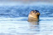 Zeehond kop boven water