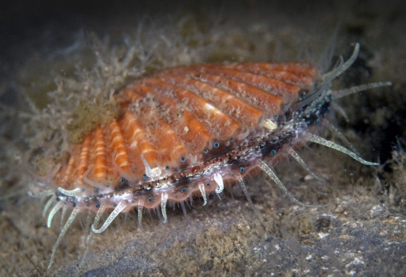 Rekolonisatie (foto schelp wijdemantel)