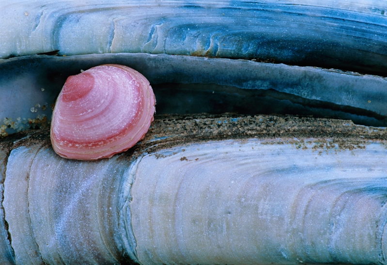 Schelpenbanken (foto van schelpen nonnetje en ensis)47